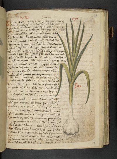 De Allio, Ein Kräuterbuch, Belluno von Italian School