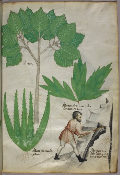 Botanische Illustration eines Mannes mit einer Axt, der Gestein bricht, um Alaun zu gewinnen, um 1440 von Italian School