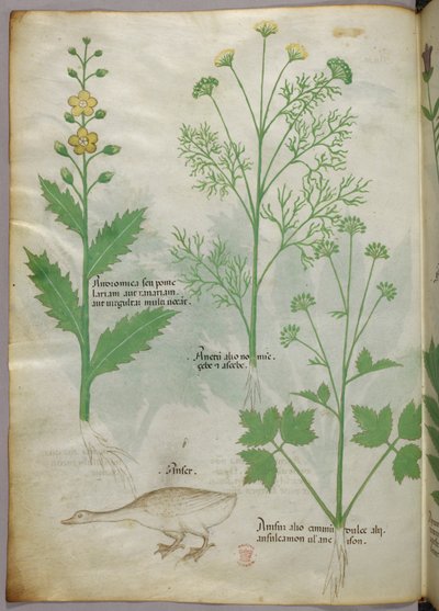 Botanische Illustration, um 1440 von Italian School