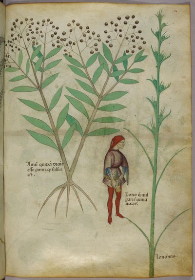 Botanische Illustration einer Pflanze und eines Mannes, der in einen Topf uriniert, ca. 1440 von Italian School