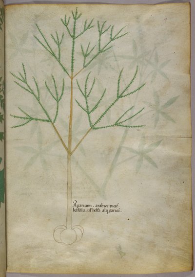 Botanische Illustration einer Pflanze, ca. 1440 von Italian School
