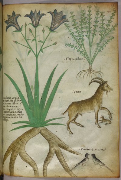 Botanische Illustration von Pflanzen, Vögeln und Ziegen, um 1440 von Italian School