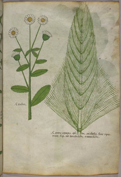 Botanische Illustration von Pflanzen, ca. 1440 von Italian School