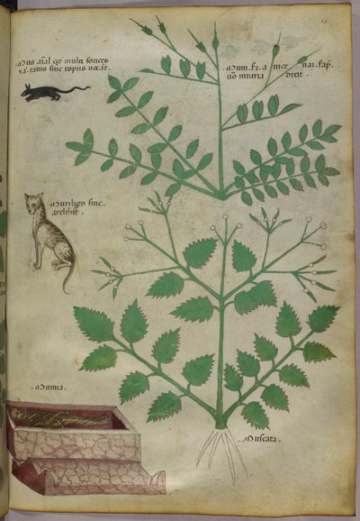 Botanische Illustration von Pflanzen mit einem Leoparden, einer Maus und einer Leiche, ca. 1440 von Italian School
