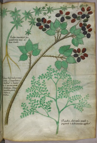 Botanische Illustrationen von Krapp [Rubea]; Brombeere [Rubus]; Raute [Ruta], um 1440 von Italian School