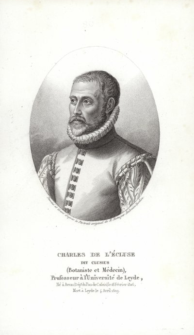 Carolus Clusius von Italian School