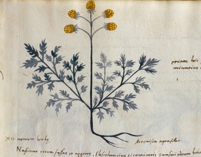 Cod. CCXXXVII Artemisia, Heilpflanze aus einem 