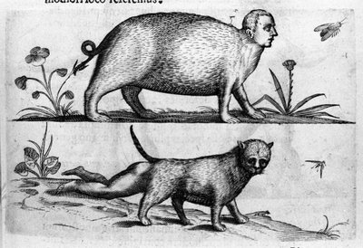 Verschiedene Arten von menschlichen Monstern: der Manticore, eine Katze mit Kinderbeinen. Gravur aus „De monstrorum natura, causis et differentiis“ von Fortunio Liceti (1577-1656), italienischer Wissenschaftler. 1646 von Italian School