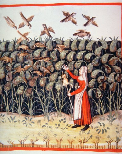 Hirse, Illustration aus Tacuinum Sanitatis Codex Vindobonensis von Italian School