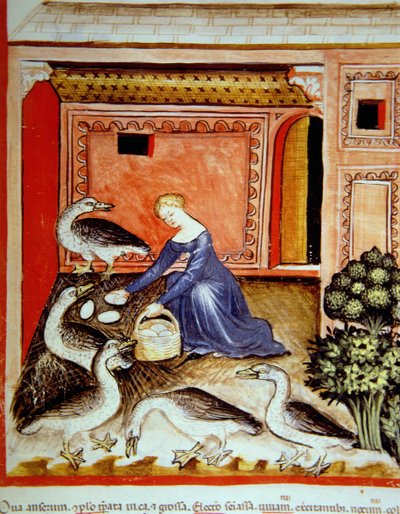 Gänsezucht, Illustration aus Tacuinum Sanitatis Codex Vindobonensis von Italian School