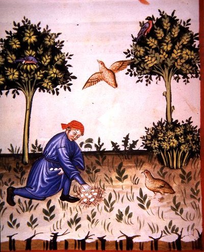 Fol.66v Sammeln von Rebhuhneiern, Illustration aus 
