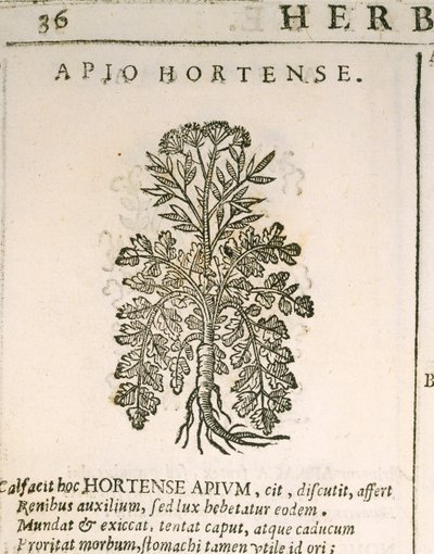 Gartenpetersilie (Petroselinum crispum), Gravur von Castore Durante von Italian School