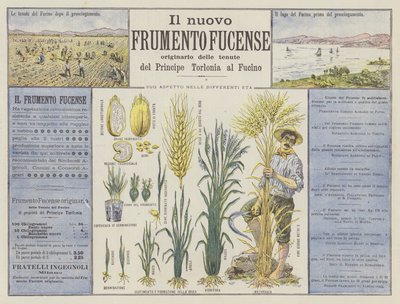 Il nuovo Frumento Fucense von Italian School