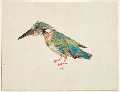 Eisvogel von Italian School