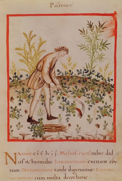 Ms.3054 fol.9 Ernte von Pastinaken und Karotten, aus 