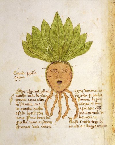 Herba Capud Johannis Mazor von Italian School