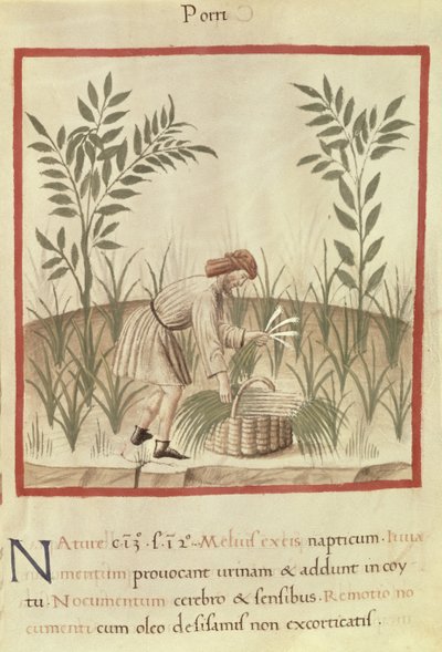 Ms 3054 f.22 Lauch ernten, aus 
