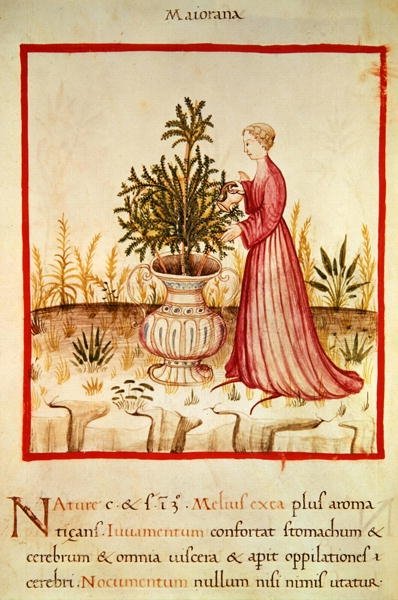 Ms 3054 fol.14v Majoran gießen, aus 