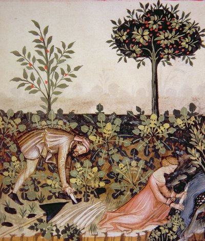 Nova 2644 fol.52r Meerrettich ernten, aus Tacuinum Sanitatis Codex Vindobonensis von Italian School