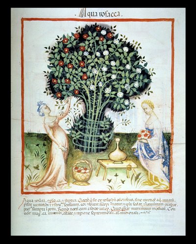 Nova 2644 fol.93r Rosenwasser, aus dem Tacuinum Sanitatis Codex Vindobonensis von Italian School