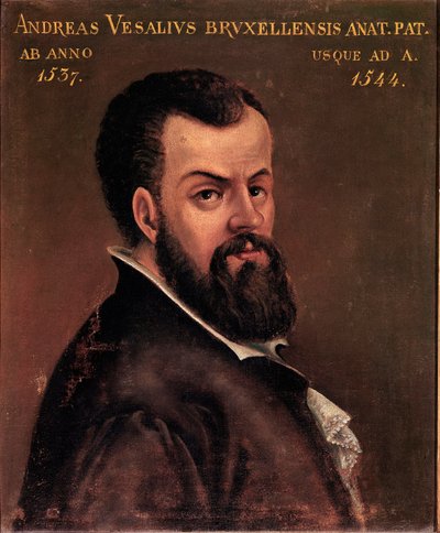 Porträt von Andre Vesale (Andreas Vesalius) (1514-1564), Anatom und Arzt von Karl V. 16. Jahrhundert Padua, Universität von Italian School