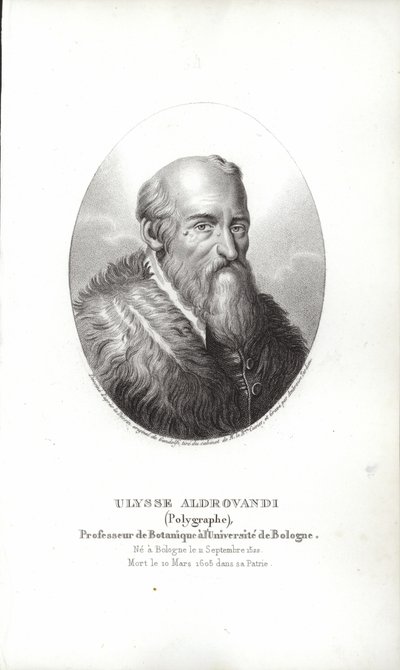 Ulisse Aldrovandi von Italian School