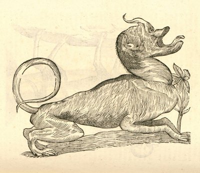 Illustration von Canis monstroso capite aus Aldrovandis Geschichte der Monster, 1642 von Italian School