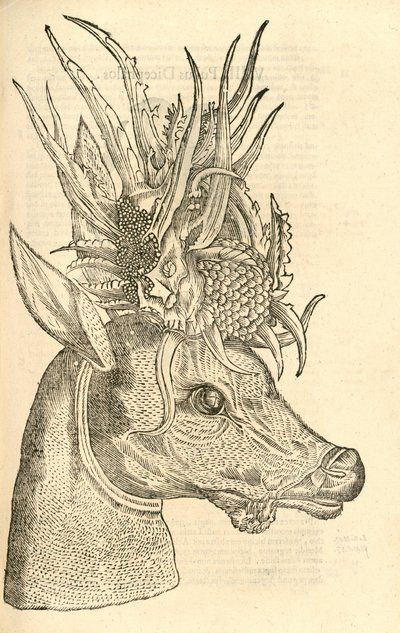 Illustration von Capreolus Polyceros aus Aldrovandis Geschichte der Monster, 1642 von Italian School