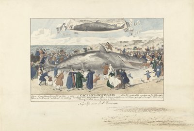 Pottwal gestrandet bei Egmond aan Zee, 1764 von J.A. Visser