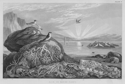 Algen oder Meerespflanzen (farbiger Stich) von J. (after) Stewart