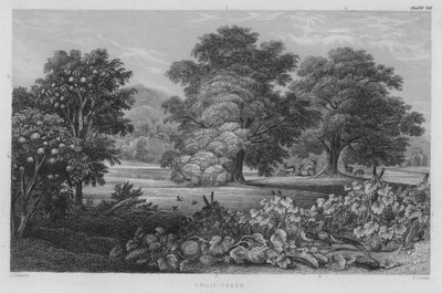 Obstbäume von J. (after) Stewart