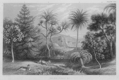 Palmen, Kiefern usw. (farbiger Stich) von J. (after) Stewart