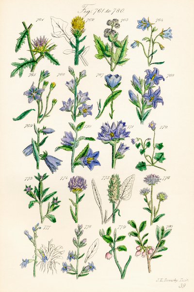Seite mit Farbabbildungen aus British Wild Flowers nach einem Werk von J. E. Sowerby und C. P. Johnson von J. E. and Johnson C. P.  Sowerby