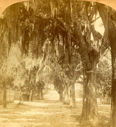 Eingang zu St. Augustine, Florida, USA, 1901 von J. F. Jarvis