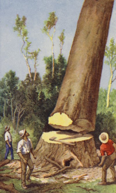 Fällen einer Kaurikiefer von J. Macfarlane