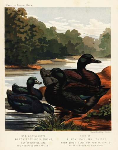 Schwarze Ostindische Enten und schwarze Cayuga-Enten von J. W. (after) Ludlow