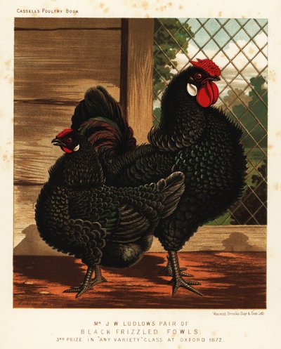 Schwarze gekräuselte Hühner, Hahn und Henne von J. W. (after) Ludlow
