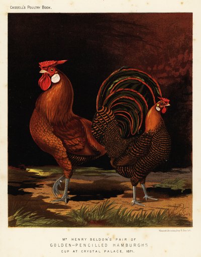 Goldgezeichnete Hamburghs von J. W. (after) Ludlow