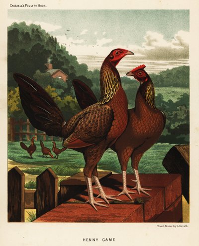 Henny oder Hennie Kampfvögel von J. W. (after) Ludlow