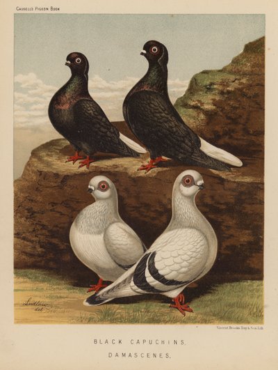 Tauben: Schwarze Kapuziner; Damascener von J. W. (after) Ludlow