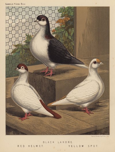 Tauben: Schwarzer Lahore; Roter Helm; Gelber Fleck von J. W. (after) Ludlow