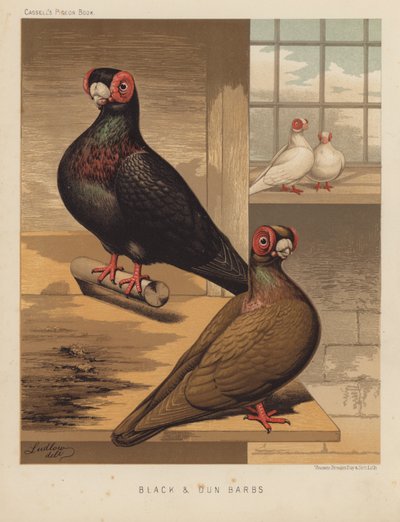 Tauben: Schwarze und Dunbarben von J. W. (after) Ludlow