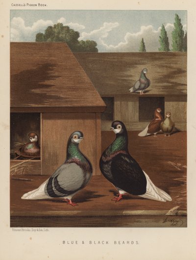 Tauben: Blaue und Schwarze Bärte von J. W. (after) Ludlow