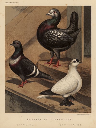 Tauben: Burmesische oder Florentiner; Starling; Spot Fairy von J. W. (after) Ludlow