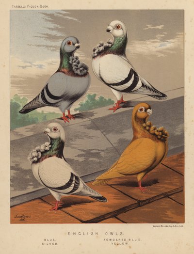 Tauben: Englische Eulen, Blau, Gepudertes Blau, Silber, Gelb von J. W. (after) Ludlow