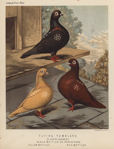 Tauben: Fliegende Sturzflieger, Saubere Beine, Schwarz gesprenkelt oder Rosenflügel, Gelb gesprenkelt, Rot gesprenkelt von J. W. (after) Ludlow