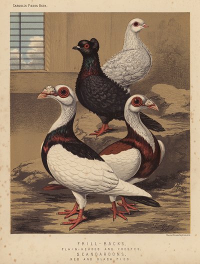 Tauben: Frill-Backs, Glattköpfig und Kammköpfig; Scandaroons, Rot und Schwarz gescheckt von J. W. (after) Ludlow