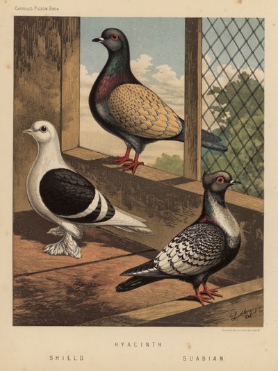 Tauben: Hyazinthe; Schild; Schwäbisch von J. W. (after) Ludlow