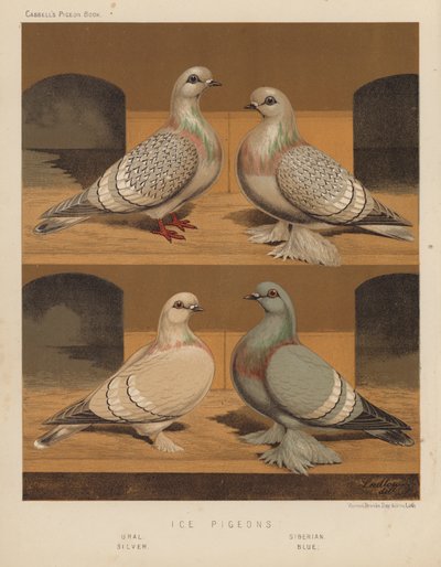 Tauben: Eis-Tauben, Ural, Sibirisch, Silber, Blau von J. W. (after) Ludlow