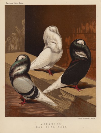 Tauben: Jakobiner, Blau, Weiß, Schwarz von J. W. (after) Ludlow